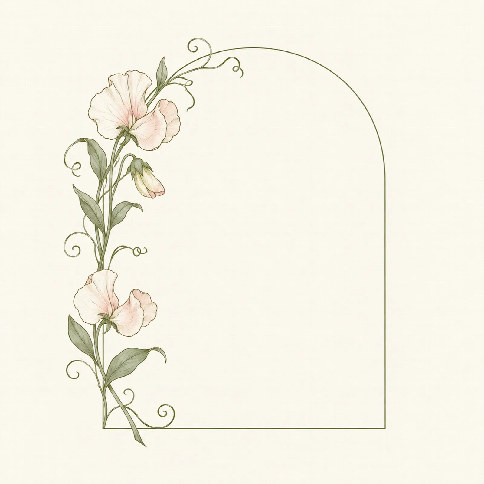 Cream Sweetpea